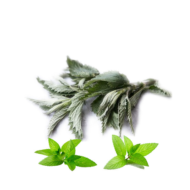 Kopriva list(Urtica dioica folium)