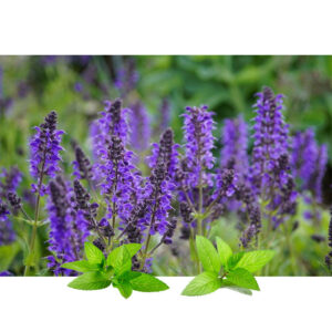 Žalfija list (Salvia officinalis)