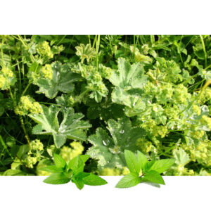Virak (Alchemilla sp.)