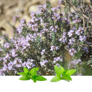 Timijan (Thymus vulgaris)