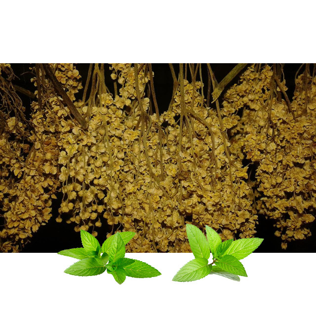 Zova cvet (Sambucus nigra fructus) - Slika 4