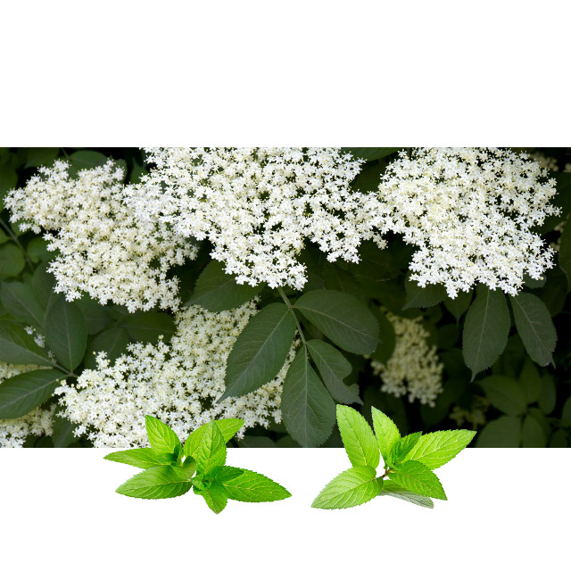 Zova cvet (Sambucus nigra fructus) - Slika 2