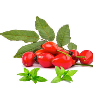 Šipak plod (Rosa canina)