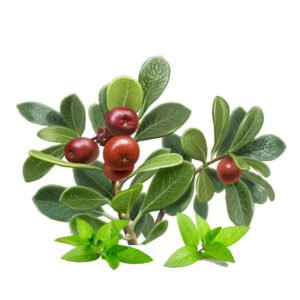 Uva list (Uva ursi folium)