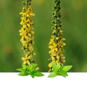 Petrovac (Agrimonia eupatoria)