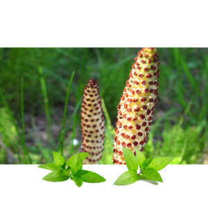 Rastavić seme (Equisetum arvense)