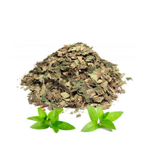 Breza list (Betula pendula)
