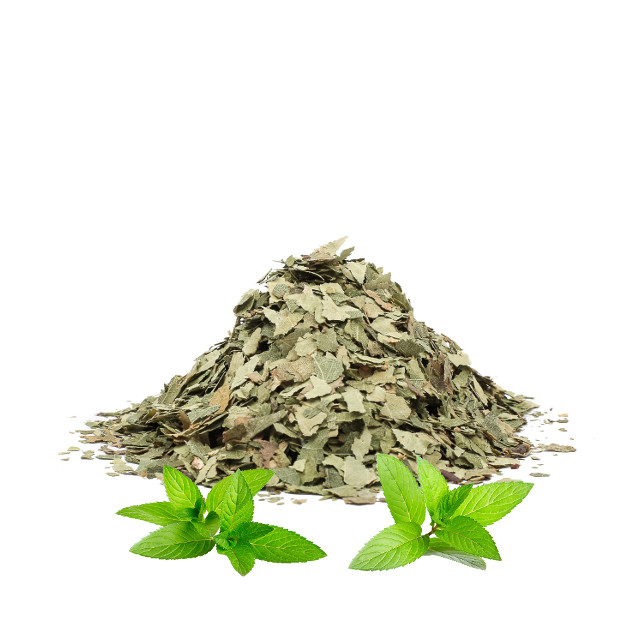 Breza list (Betula pendula) - Slika 2