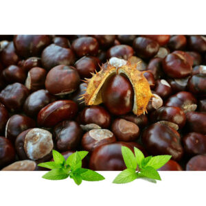 Kesten plod (Aesculus hippocastanum fructus)
