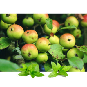Divlja jabuka pulvis(Malus communis)