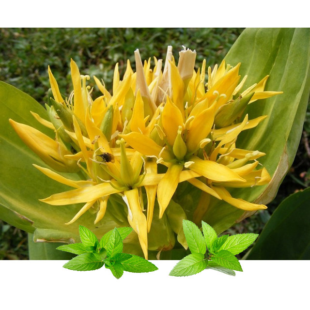 Lincura konc(Gentiana lutea) - Slika 3