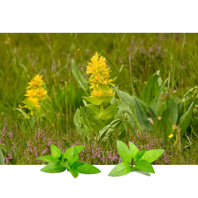 Lincura konc(Gentiana lutea) - Slika 2