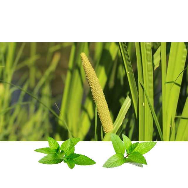 Medunika konc (Spiraeae ulmariae herba) - Slika 2