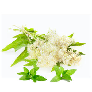 Medunika konc (Spiraeae ulmariae herba)