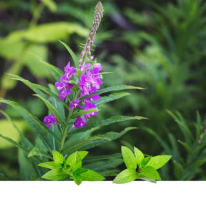 Mlečika-svilovin kon(Epilobium angustifolium)