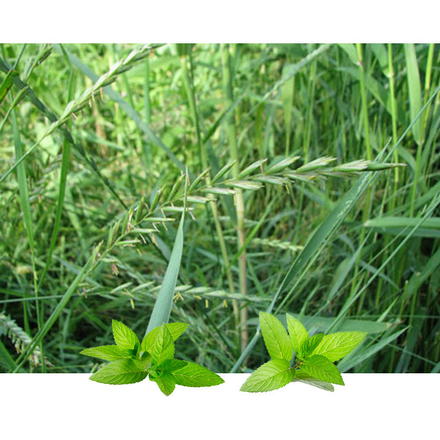 Pirevina konc (Agropyrum repens)