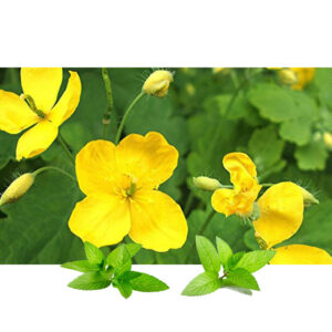 Rusa-lišajevka(Chelidonium majus)