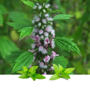 Srdačica konc(Leonurus cardiaca)
