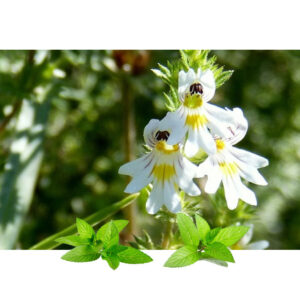 Vidova trava konc (Euphrasia officinalis)