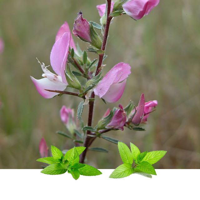 Zečiji trn konc(Ononis spinosa) - Slika 3