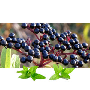 Zova plod prebran(Sambucus nigra fructus)